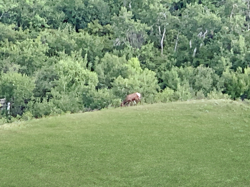 Wildlife & Hunting