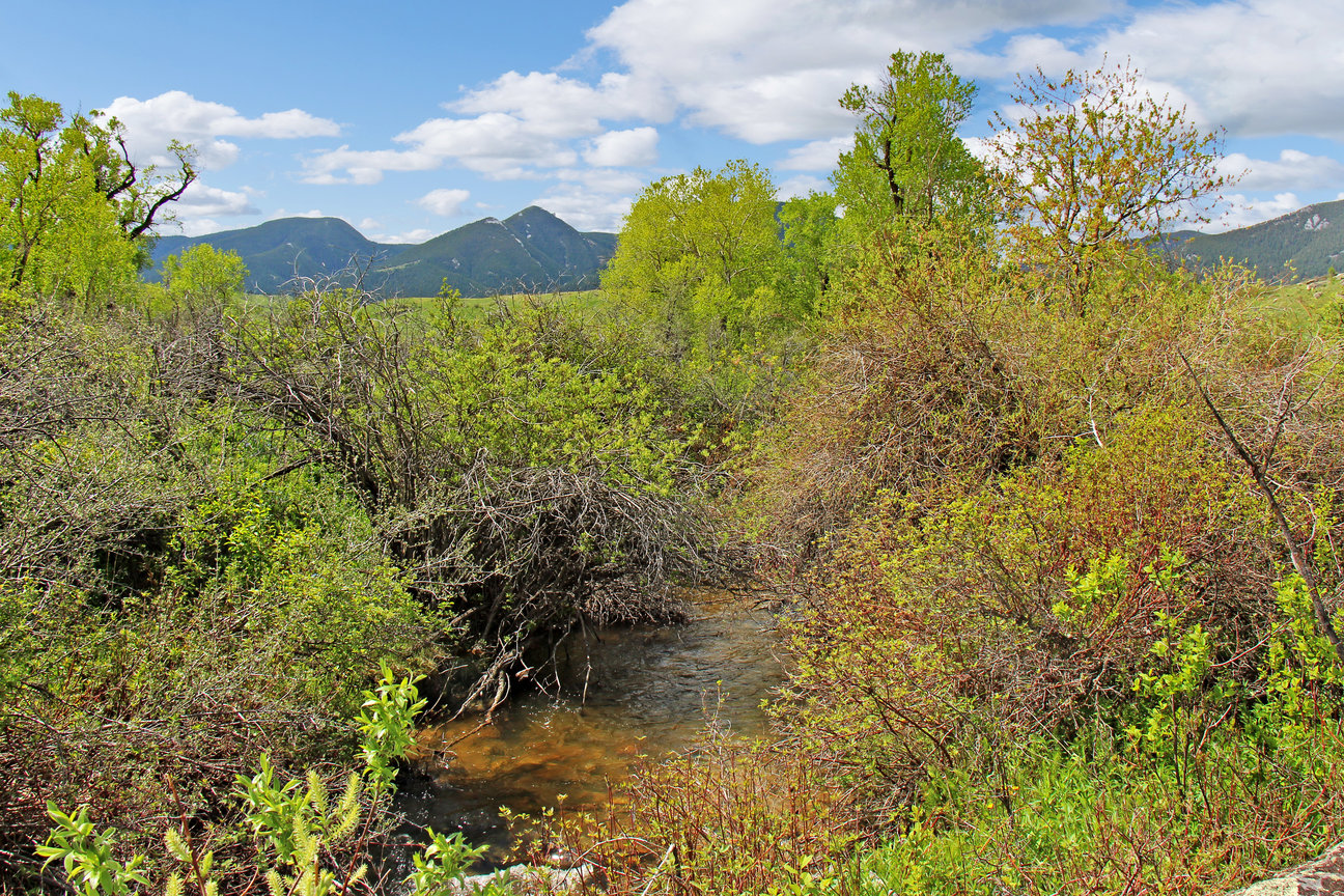 stream next to a meadow