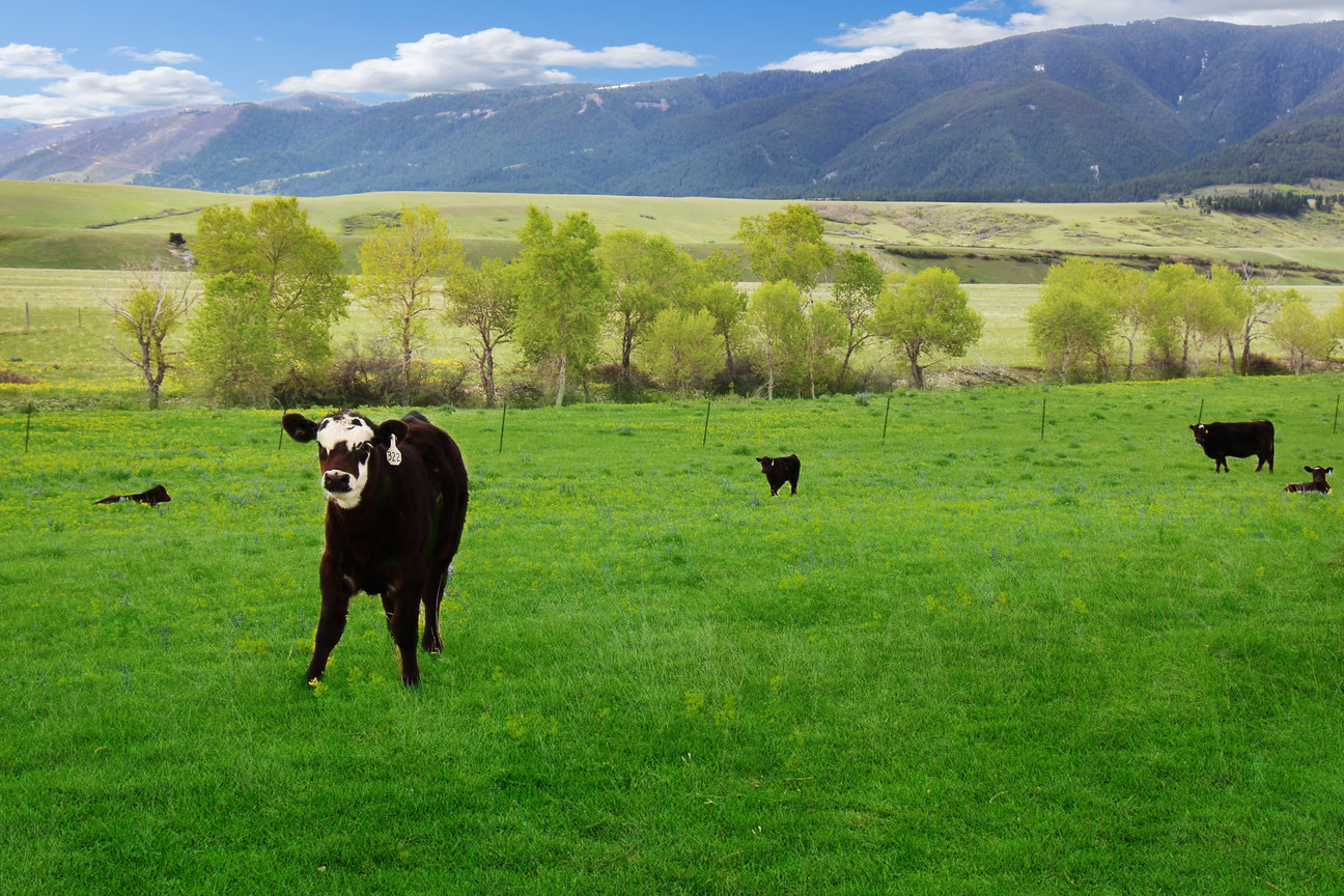 cows in a meadow