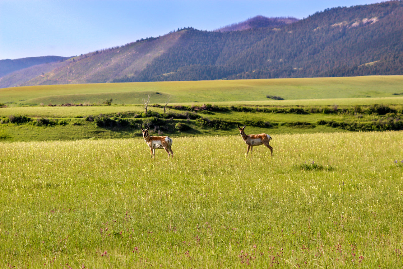 deer in a mountain meadow