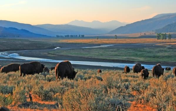 Buffalo grazing in the foothills